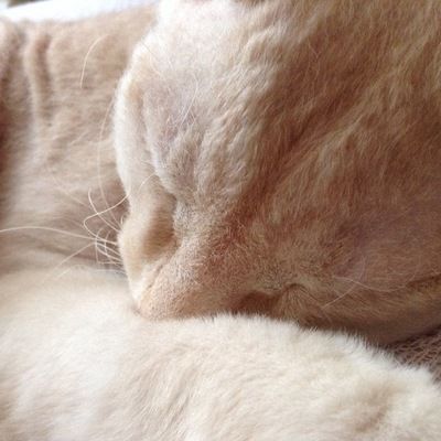 Софья Барановская