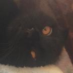 Матвей Гончаров