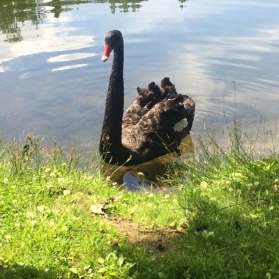 Александра Нестерова