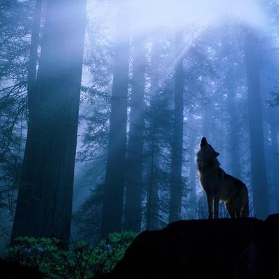 Антон Чернышев