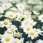 Амина Серебренникова