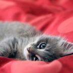 Анна Новоженина