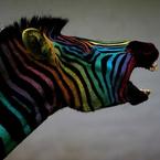 Дима Оранский