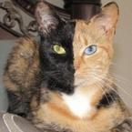 Ирина Романова