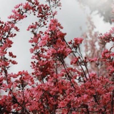 Жанна Шидаева