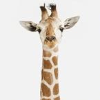 Молдир Есиркеп