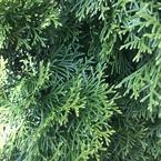 Мария Симакова