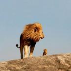 Гамид Алиев