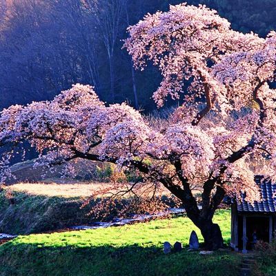 Эмма Таисия