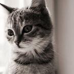 Владислав Медведев