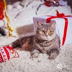 Наталья Стриж