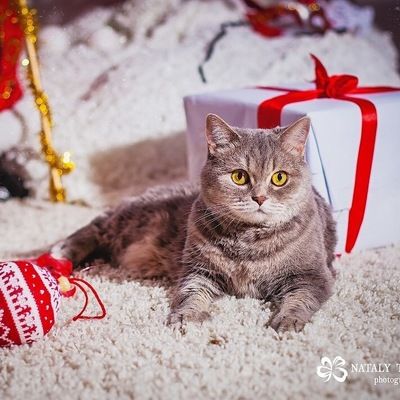 Наталья Стриж