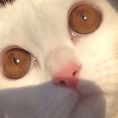 Арина Абрамова