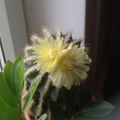 Шеламонова Екатерина