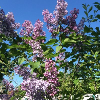 Лариса Копшталева