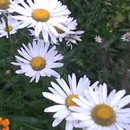 Наталия Петрова