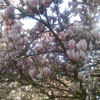 Ирина Хамицаева