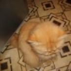 Наталья Силаева