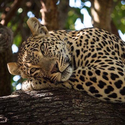 Аделя Карамышева