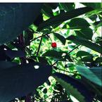 Полина Дрягина