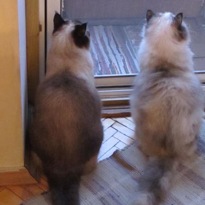 Татьяна Рупник