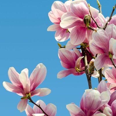 Юлия Батоева