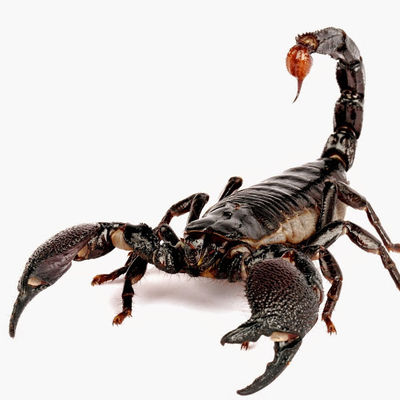 Шамиль Акзигитов