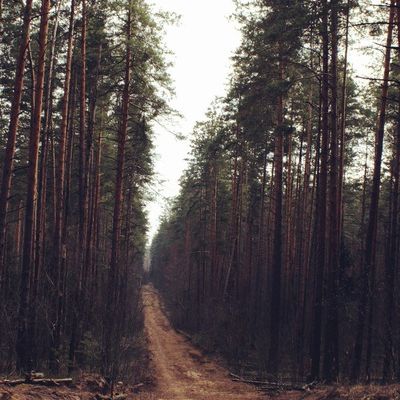 Александра Чёрная