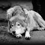 Дмитрий Власенко