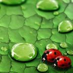 Эмилия Бахаева