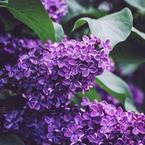 Александра Соколова