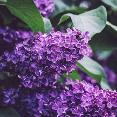 Александра Соколова