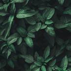 Анастасия Долгова