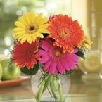 Ольга Карибова