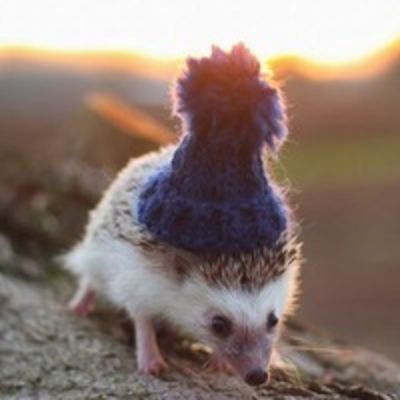 Андрей Женишек