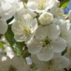 Ирина Калинина