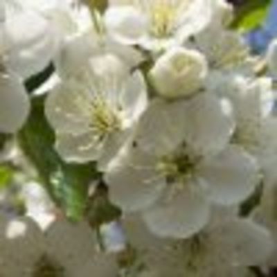 Ирина Калинина