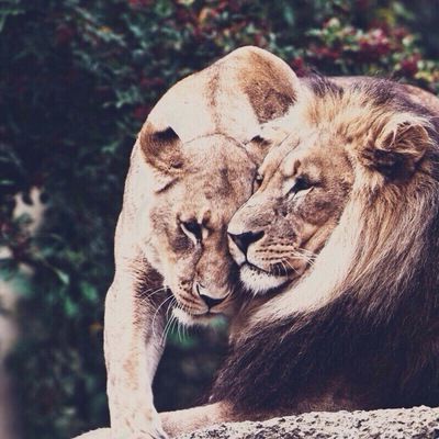 Шамиль Закариев