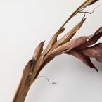 Даниил Черниковский