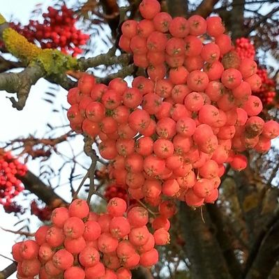Светлана Белицкая