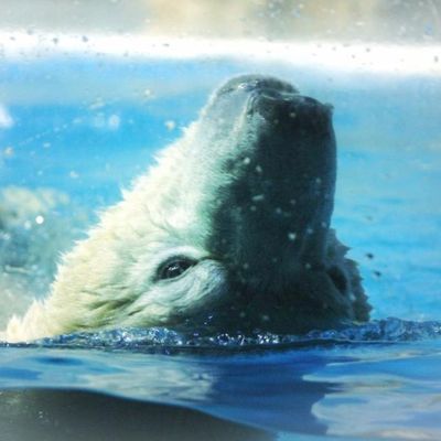 Игорь Усович