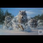 Farkhat Tame