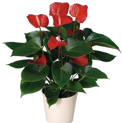 Роша Казымлы