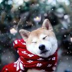 Мария Шаркова