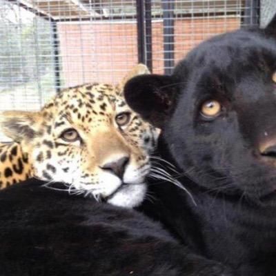 Простонапьянуюголову