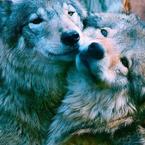 Ольга Мещерякова