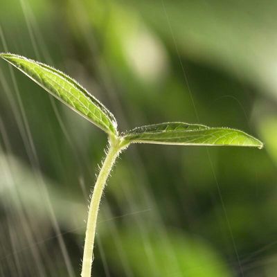 Юлия Кутова