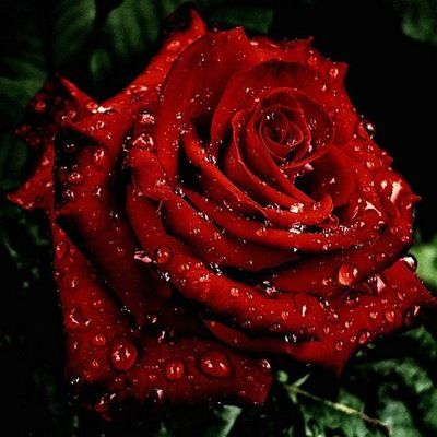 Дамира Адамова