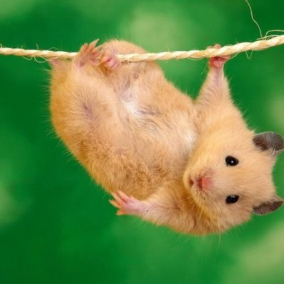 Даша Башкова