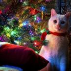 Маша Магданова